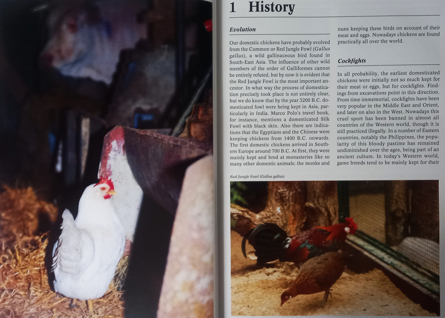Chapter one of The Complete Encyclopedia of Chickens by Esther J.J. Verhoef-Verhallen and Aad Rijs