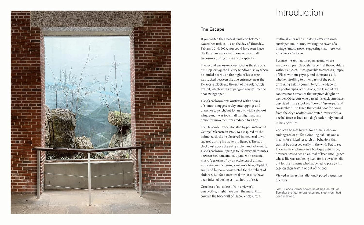 Introduction page from the book "FLACO: The Owl Who Escaped Captivity and Won the Hearts of the World" with a scenic view through a window and text on a brick wall.