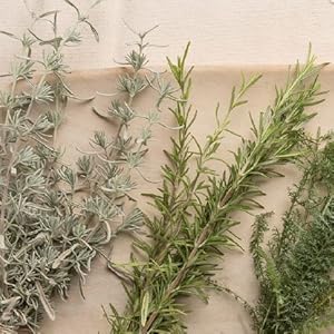 The Woman's Herbal Apothecary by JJ Pursell