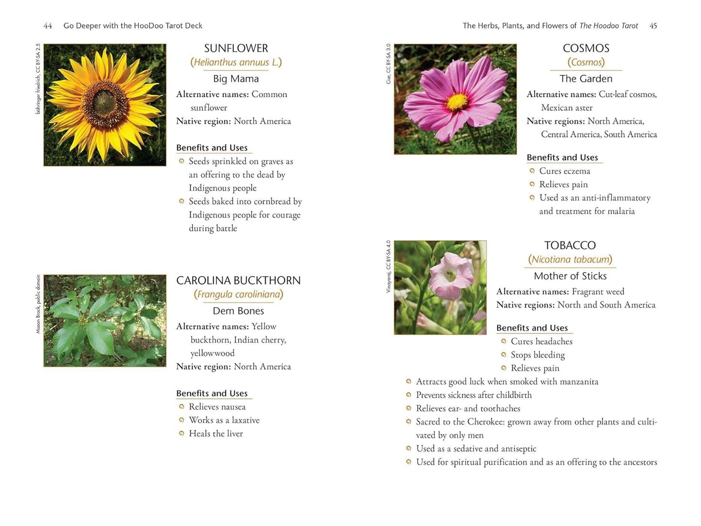 The Hoodoo Tarot Workbook by Tayannah Lee McQuillar