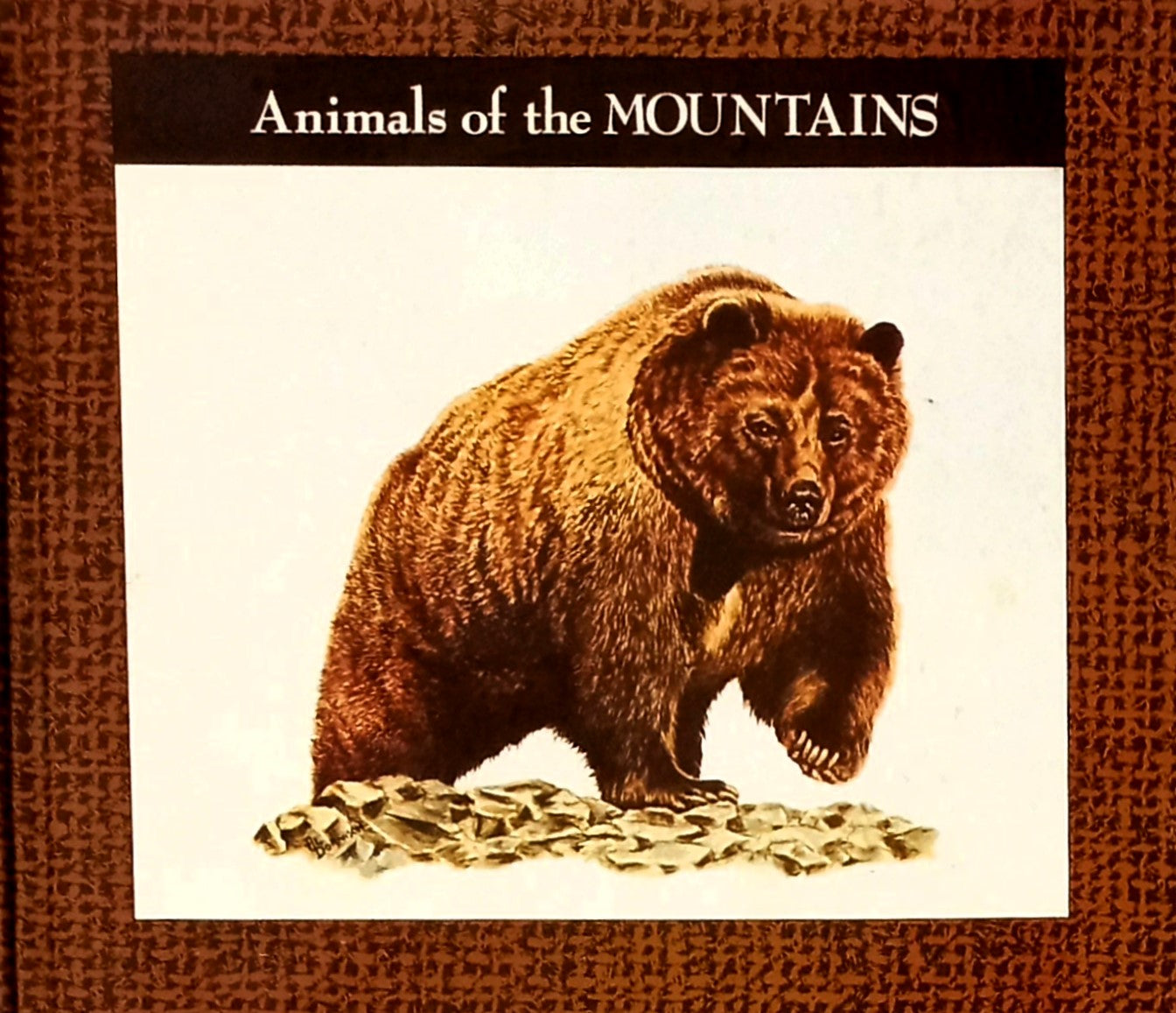 Animals of the Mountains