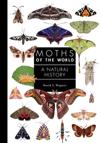 Moths of the World: A Natural History (A Guide to Every Family, 11) by David Wagner