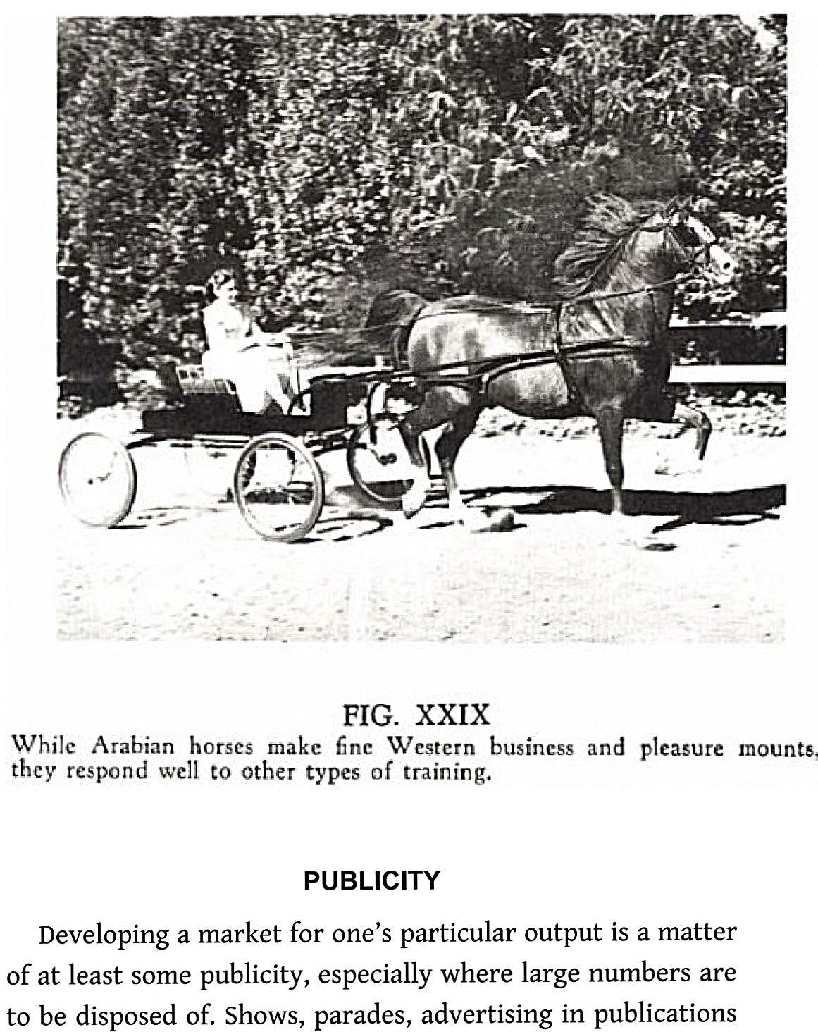 Arabian Horse Breeding by H.H. Reese & Gladys Brown Edwards || Leather