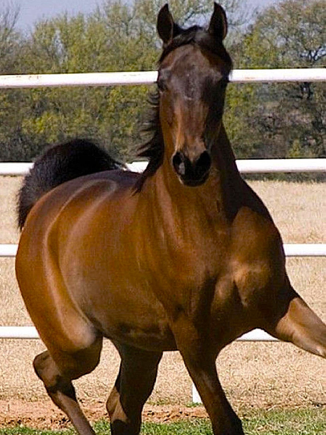 Arabian Horse Breeding by H.H. Reese & Gladys Brown Edwards || Leather