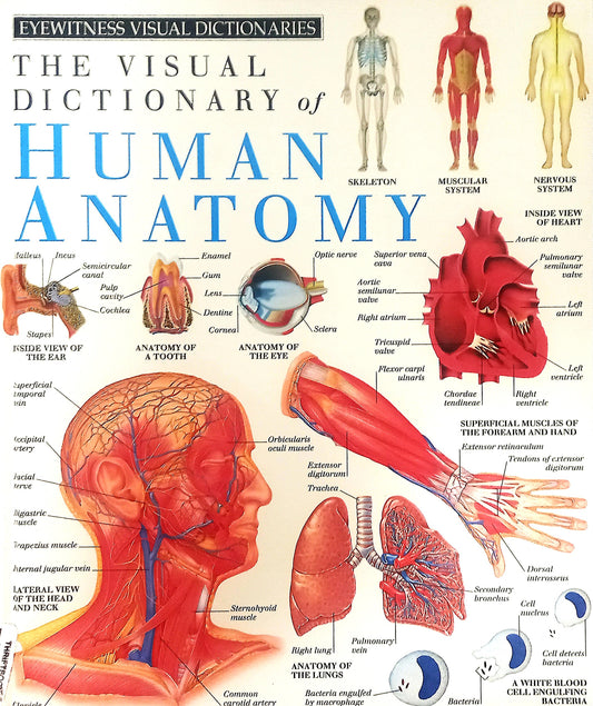 The Visual Dictionary of Human Anatomy by Richard Walker