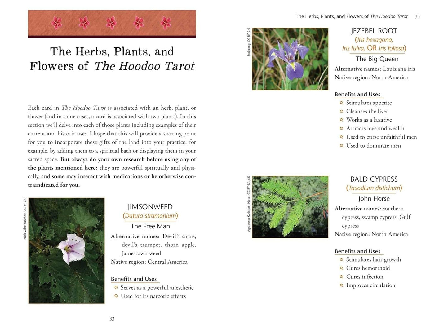 The Hoodoo Tarot Workbook by Tayannah Lee McQuillar