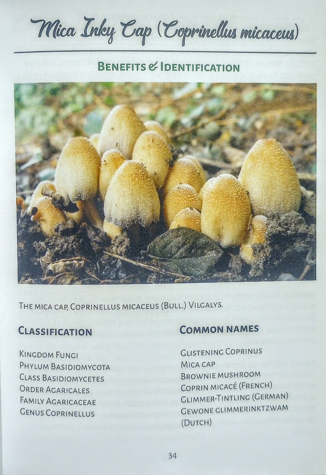 Mica Inky Cap Coprinellus micaceus with identification and benefits text on a white background