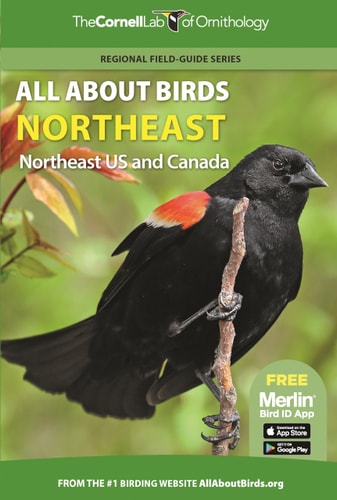 All About Birds Northeast Northeast US and Canada by Cornell Lab of Ornithology