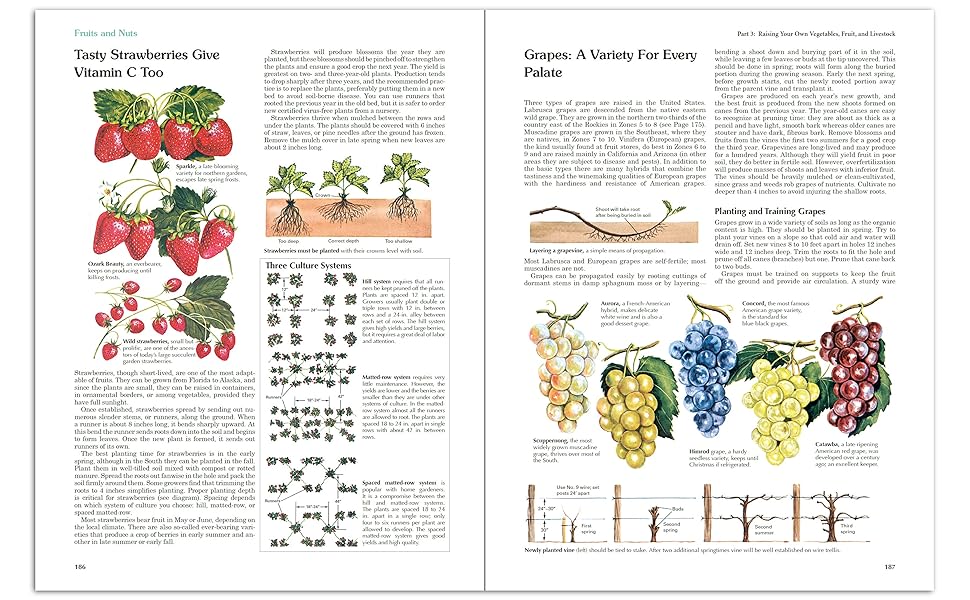 Back to Basics by Abigail R. Gehring