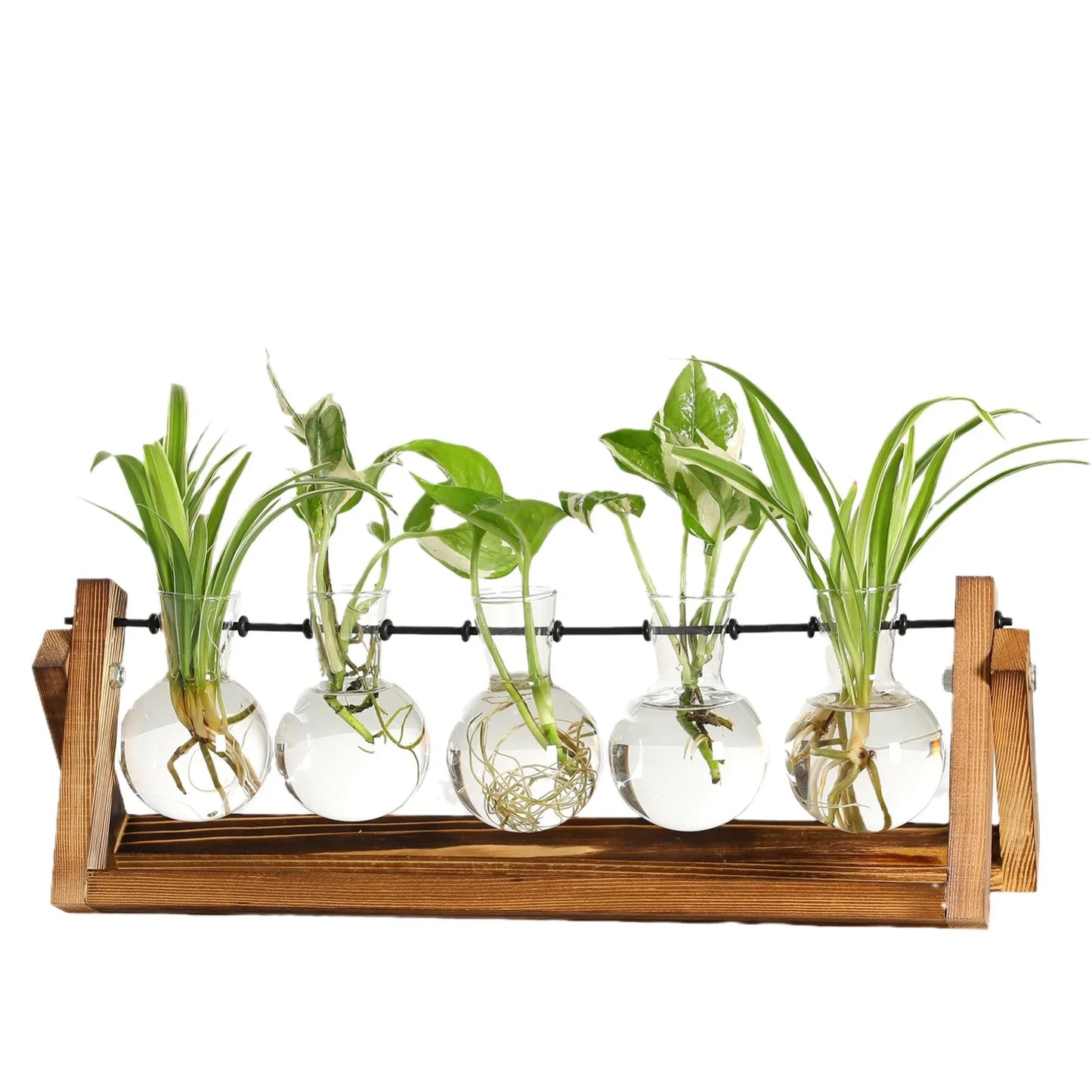 Set of glass terrariums with plants on a wooden stand against a white background