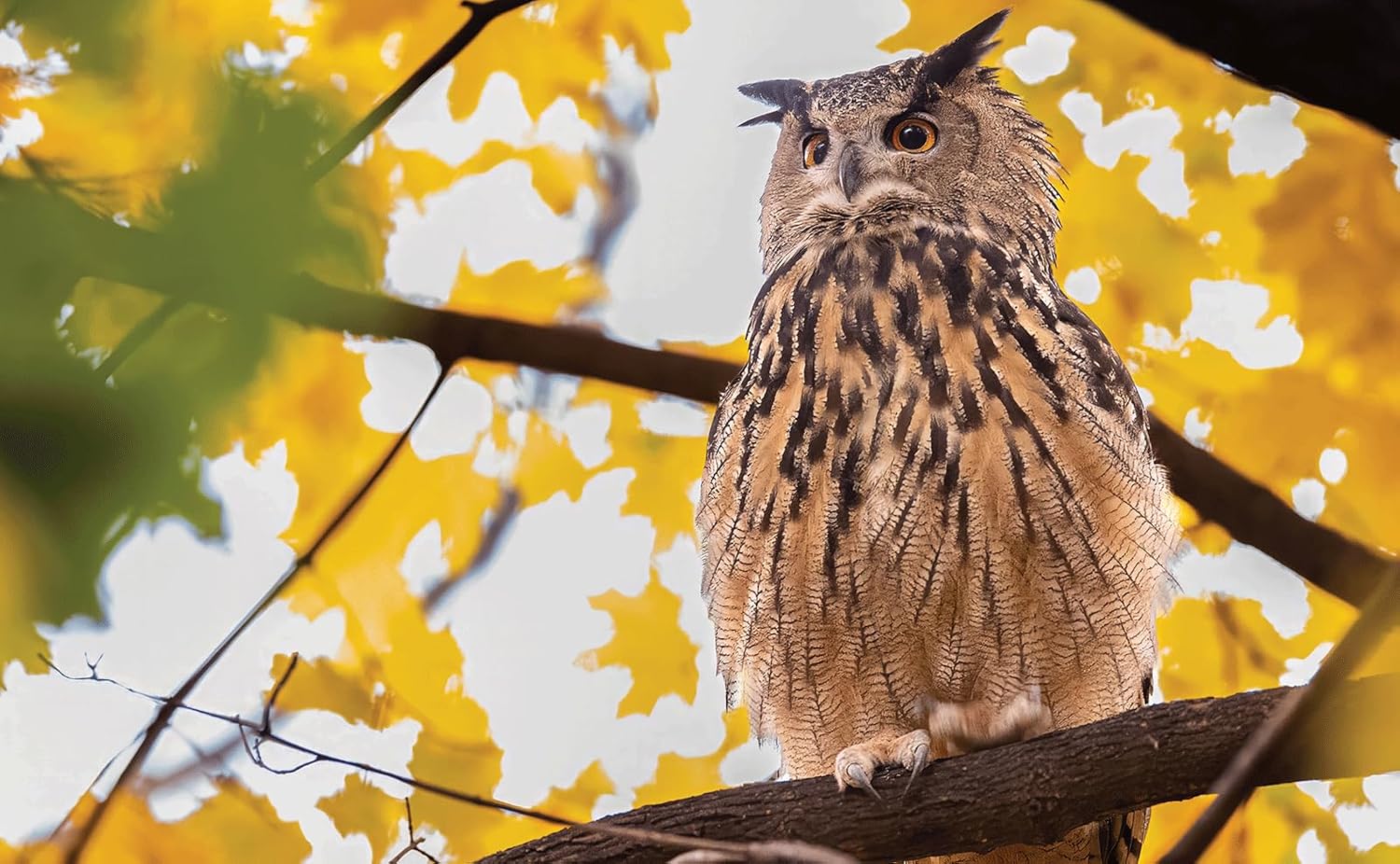 Owl perched on a branch with a blurred yellow and white background