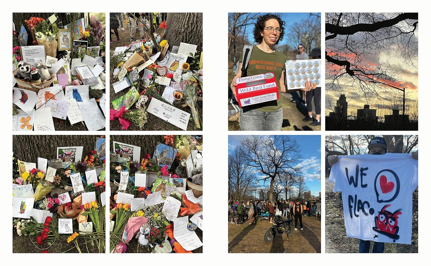 Collage of images including flowers, notes, a person holding a sign, a protest scene, and shrines and posters dedicated to an owl named Flaco.