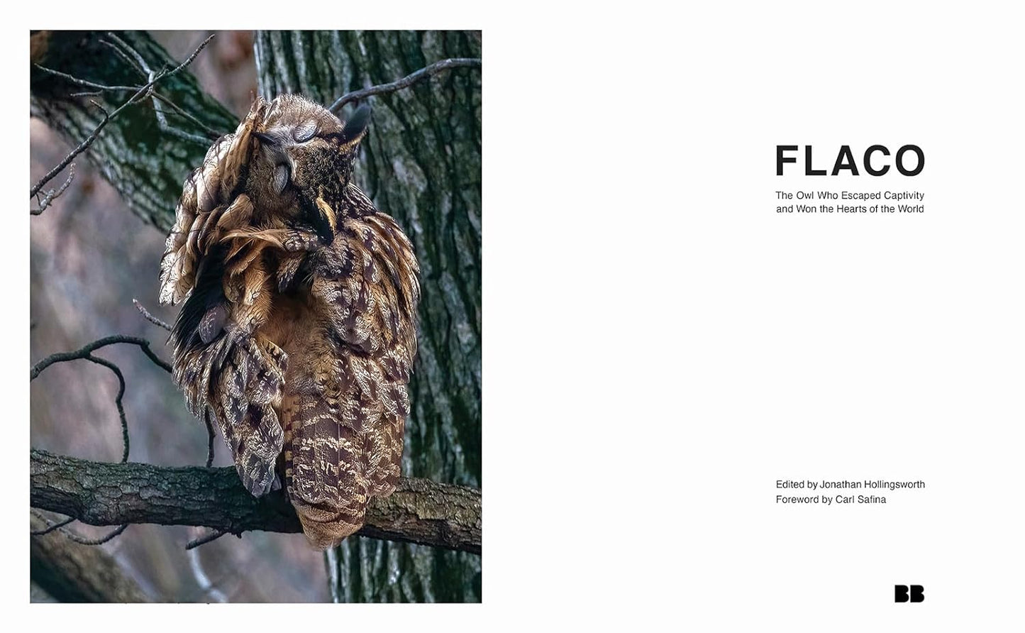 Book title page layout with an owl on a branch and book title 'FLACO: The Owl Who Escaped Captivity and Won the Hearts of the World' Edited by Jonathan Hollingsworth, and a Foreword by Carl Safina, as well as the publisher imprint in black text on a blank white page.