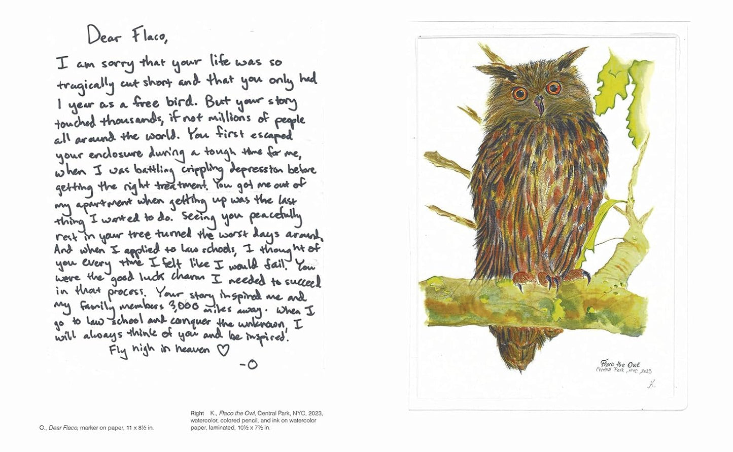 Owl illustration with a poem  titled "Dear Flaco" on a white background