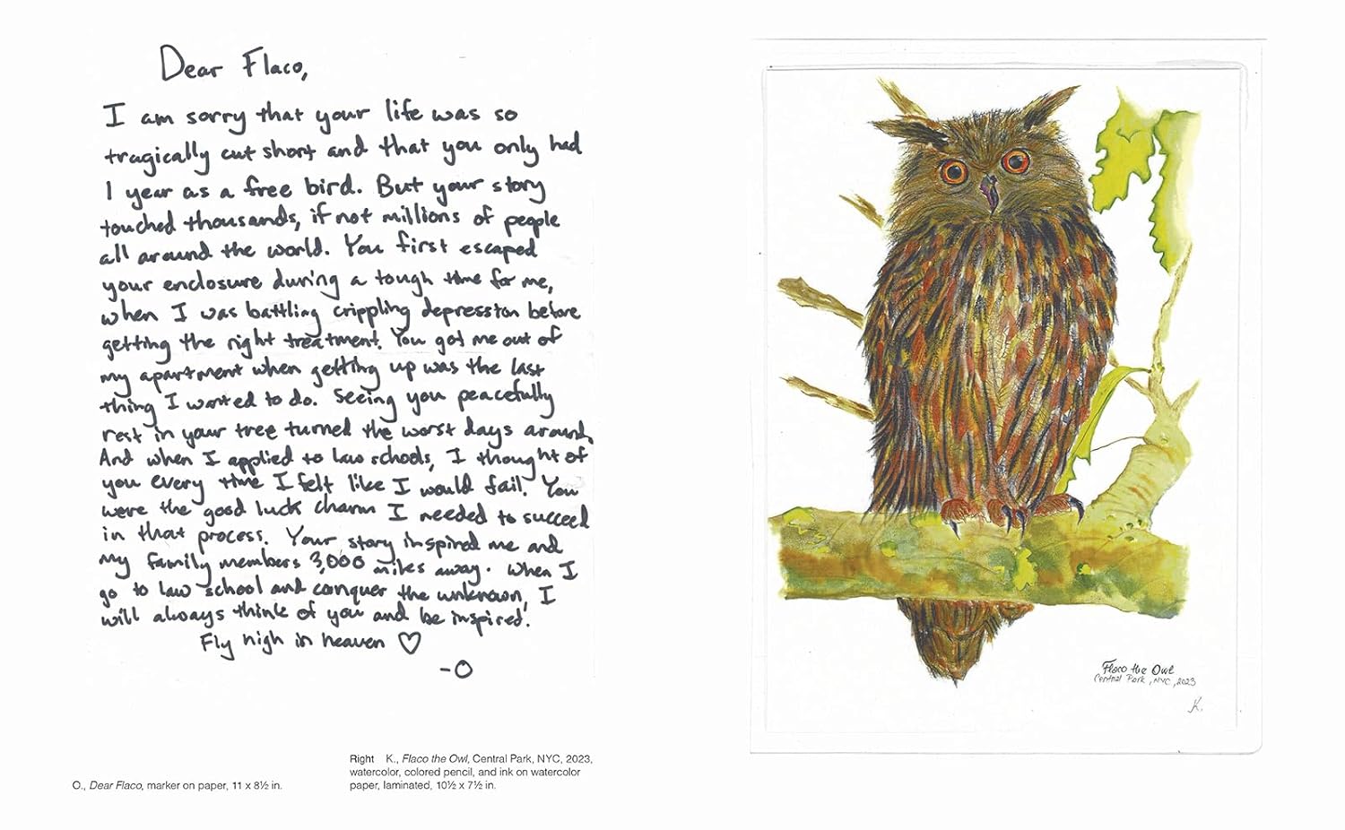 Owl illustration with a poem  titled "Dear Flaco" on a white background