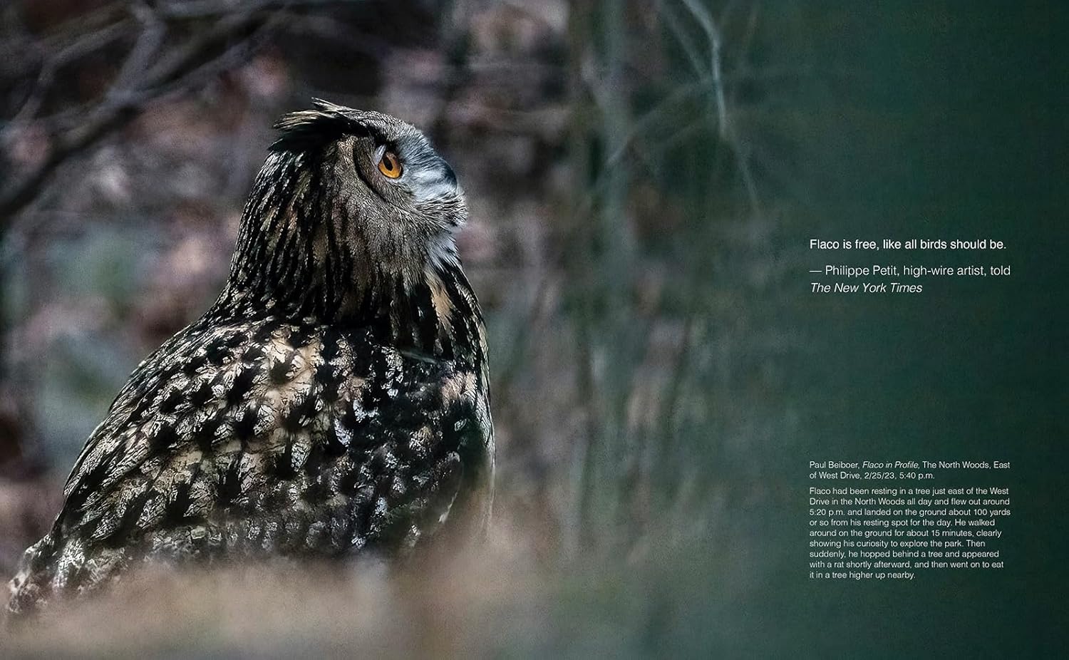 Owl in a natural setting with text overlay