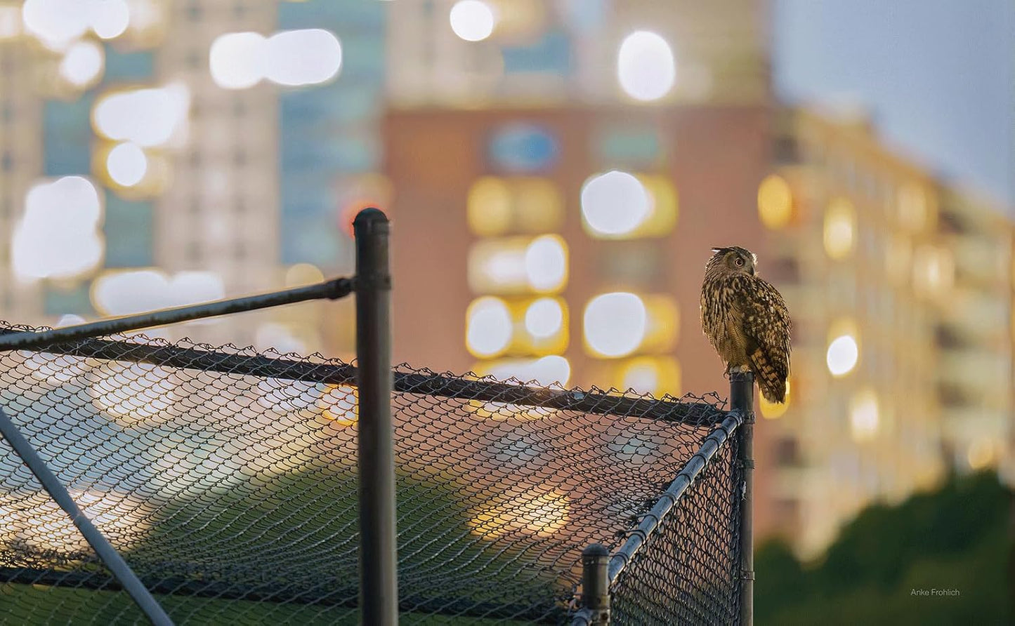 Owl perched on a fence with city lights in the background