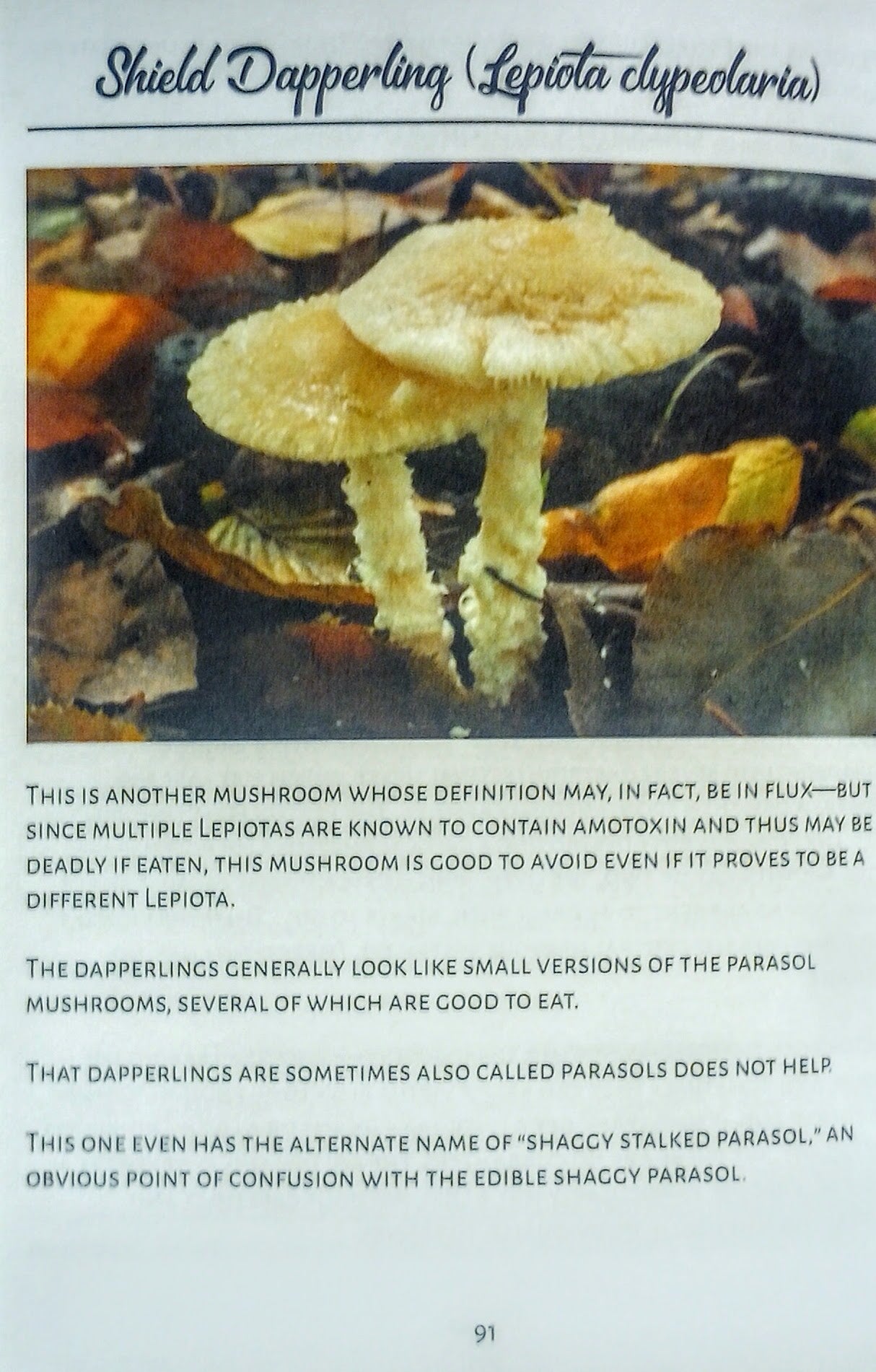 Mushroom with text about 'Shield Dapperling' on a page