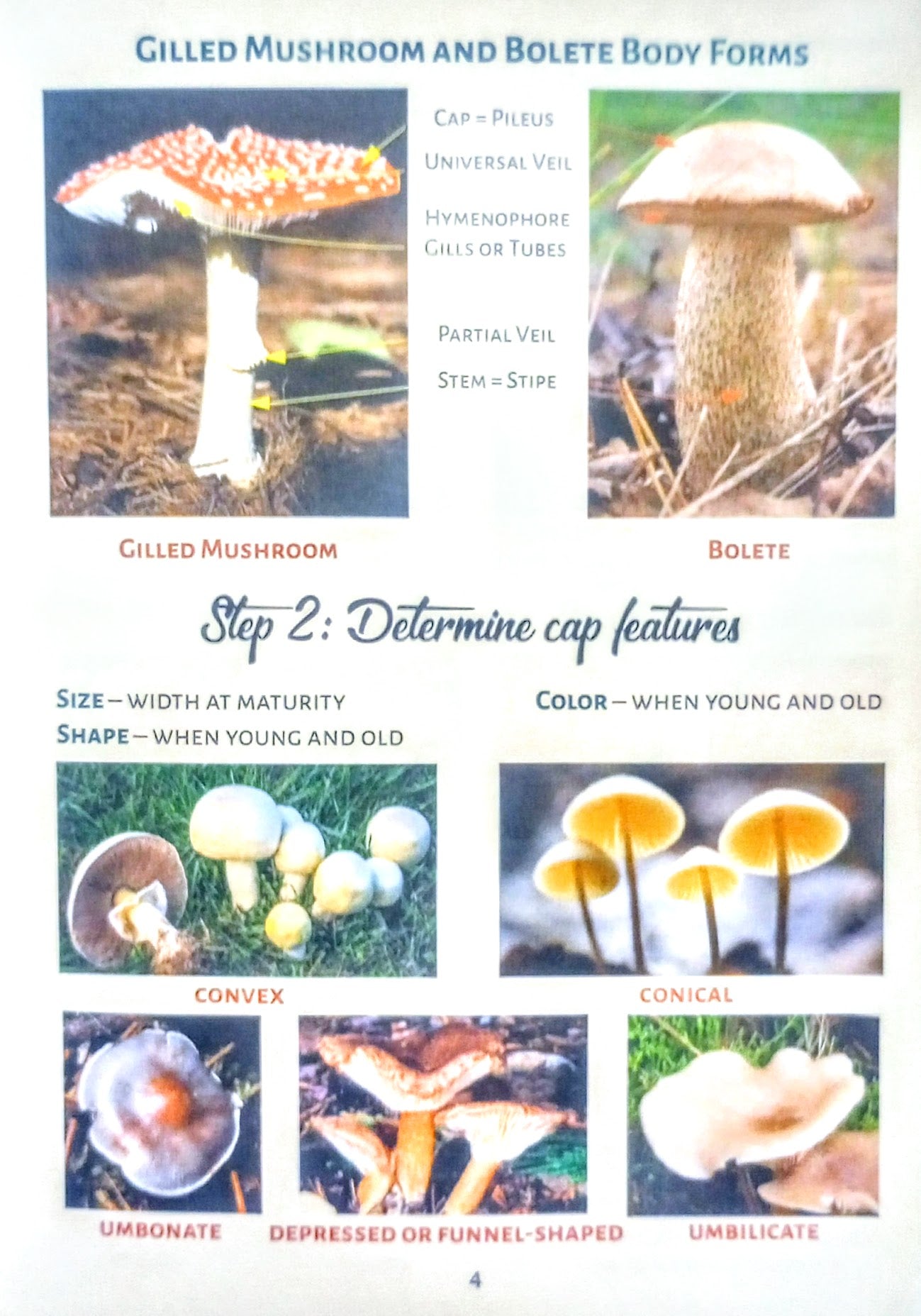 Educational chart on gilled mushroom and bolete body forms with images and text.