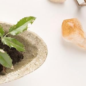 The Woman's Herbal Apothecary by JJ Pursell