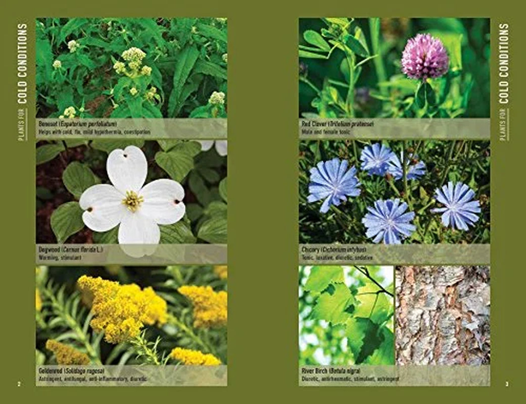 Page layout from the book 'Bushcraft First Aid: A Field Guide to Wilderness Emergency Care' showing a collage p.images of flower species.