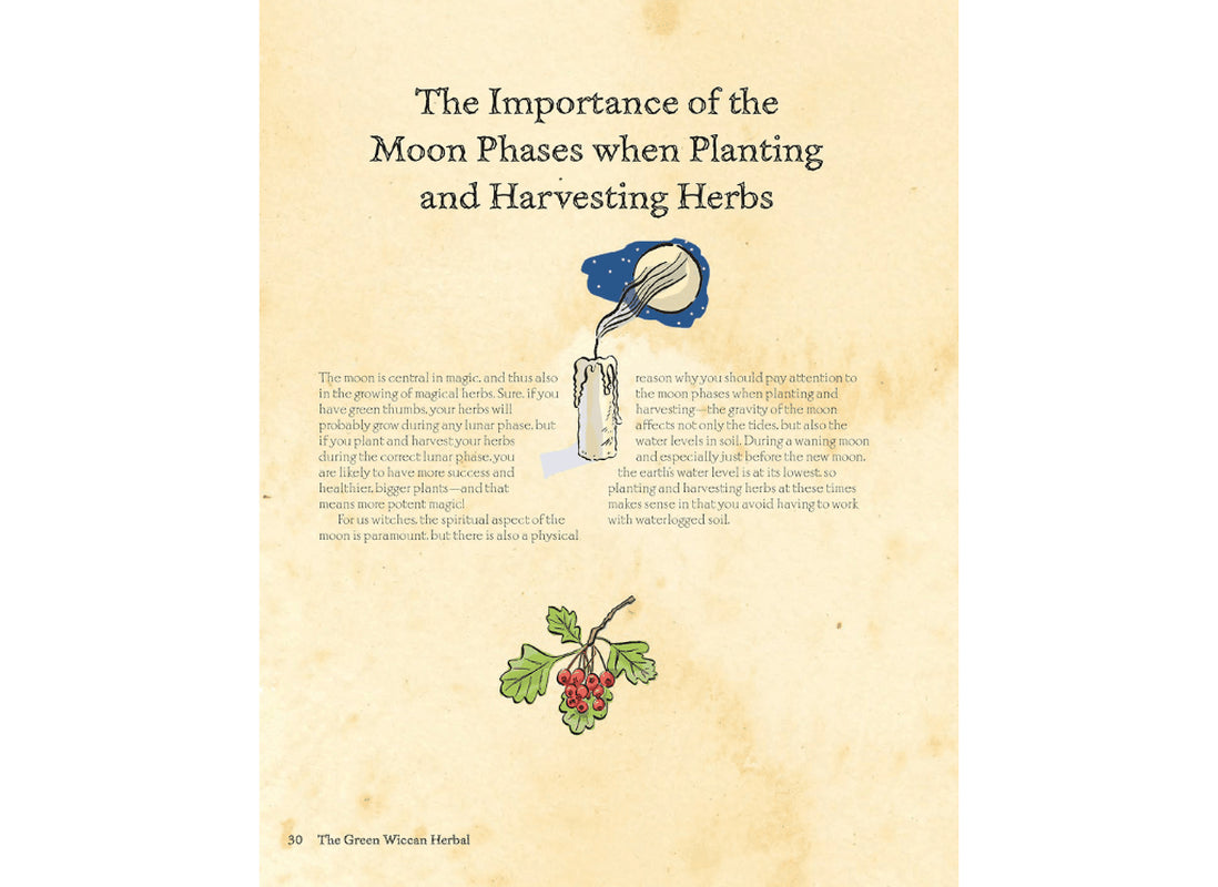 Interior pages from “The Green Wiccan Herbal” by Silja, displaying detailed descriptions of herbs, their magical correspondences, and ritual applications. Includes small botanical drawings and a clean, readable layout.